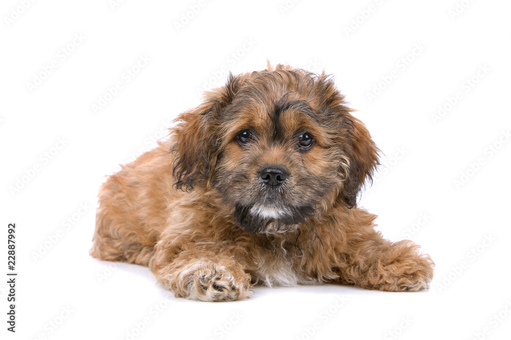 front view of a boomer puppy isolated on a white background front view of a boomer puppy isolated on a white background