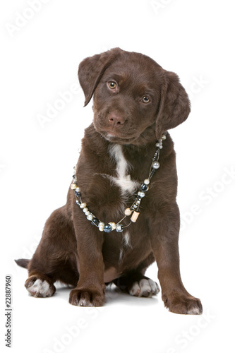 chocolate labrador retriever puppy wearing a necklace