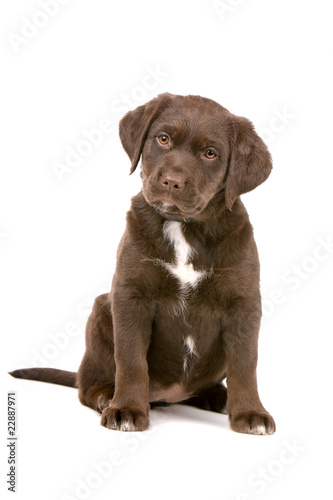 Fototapeta Naklejka Na Ścianę i Meble -  mixed breed puppy dog. chocolate labrador/Frisian Staby