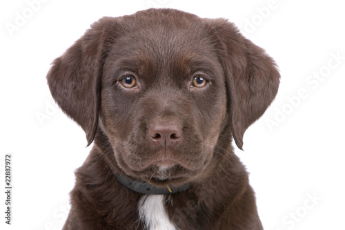 Fototapeta Naklejka Na Ścianę i Meble -  head of a chocolate labrador retriever puppy