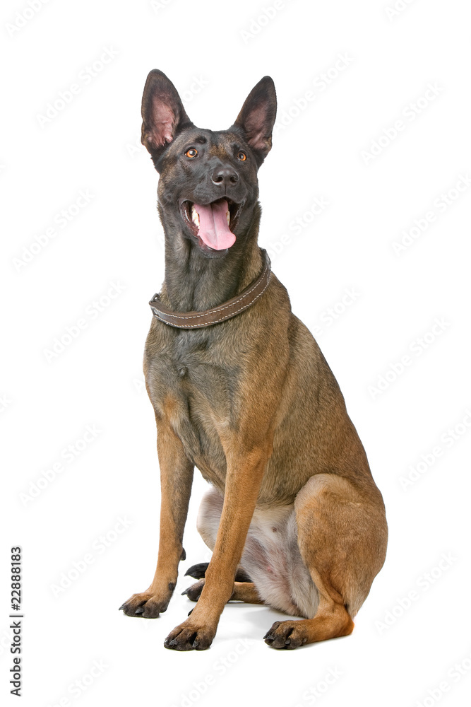 belgian shepherd dog, malinois sticking out tongue