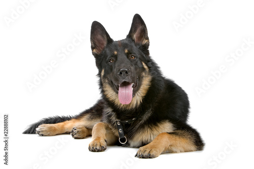 german shepherd dog sticking out tongue