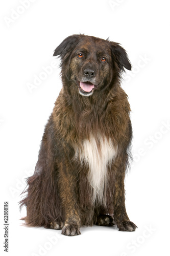 mixed breed dog. belgium shepherd dog and border collie dog