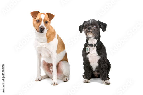 mixed breed dog and lhasa apso dog