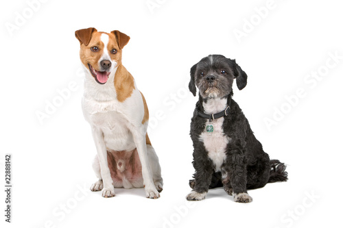mixed breed dog and a Lhasa Apso dog