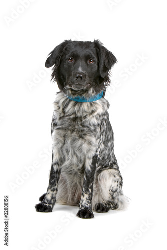 stabyhoun dog isolated on a white background