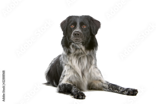 Fototapeta Naklejka Na Ścianę i Meble -  front view of a stabyhoun dog resting