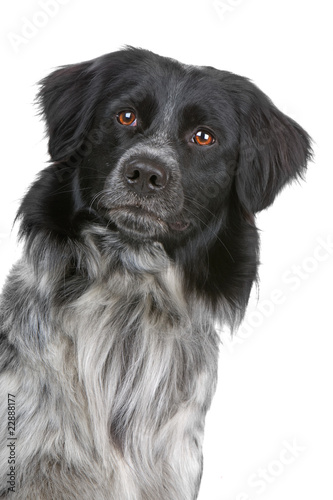 Fototapeta Naklejka Na Ścianę i Meble -  head of a stabyhoun dog isolated on a white background