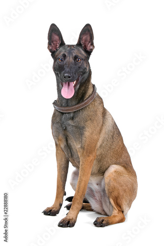 belgian shepherd dog  malinois sticking out tongue
