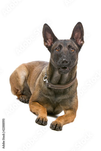 resting belgian shepherd dog  malinois