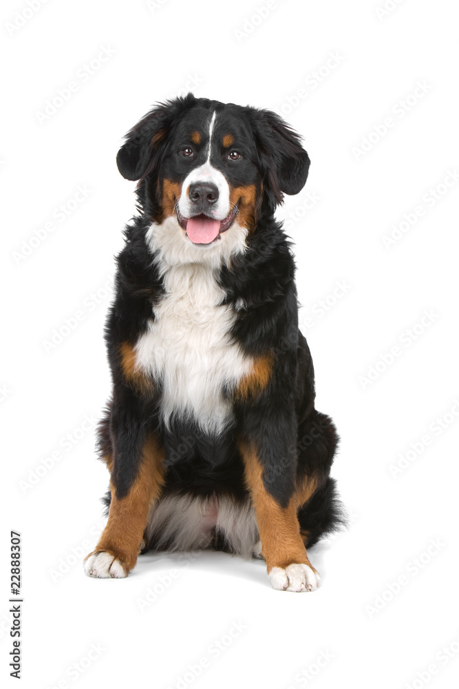 bernese mountain (berner sennenhund, bernois) looking at camera