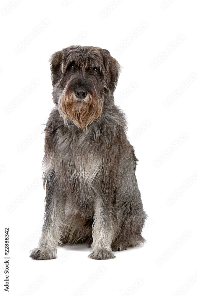 giant schnauzer looking at camera