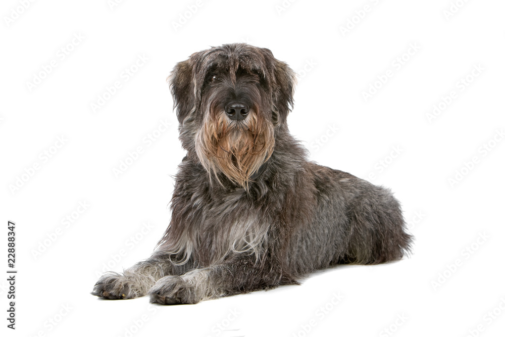 front view of a Giant Schnauzer dog front view of a Giant Schnauzer dog