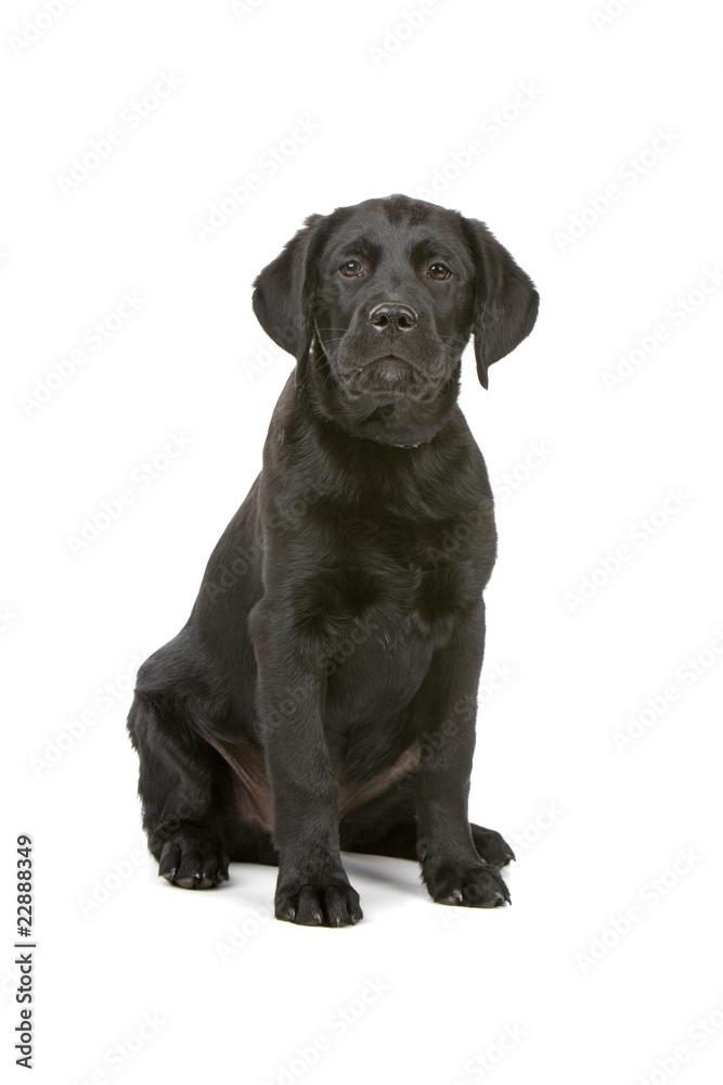 black labrador retriever puppy isolated on a white background black labrador retriever puppy isolated on a white background