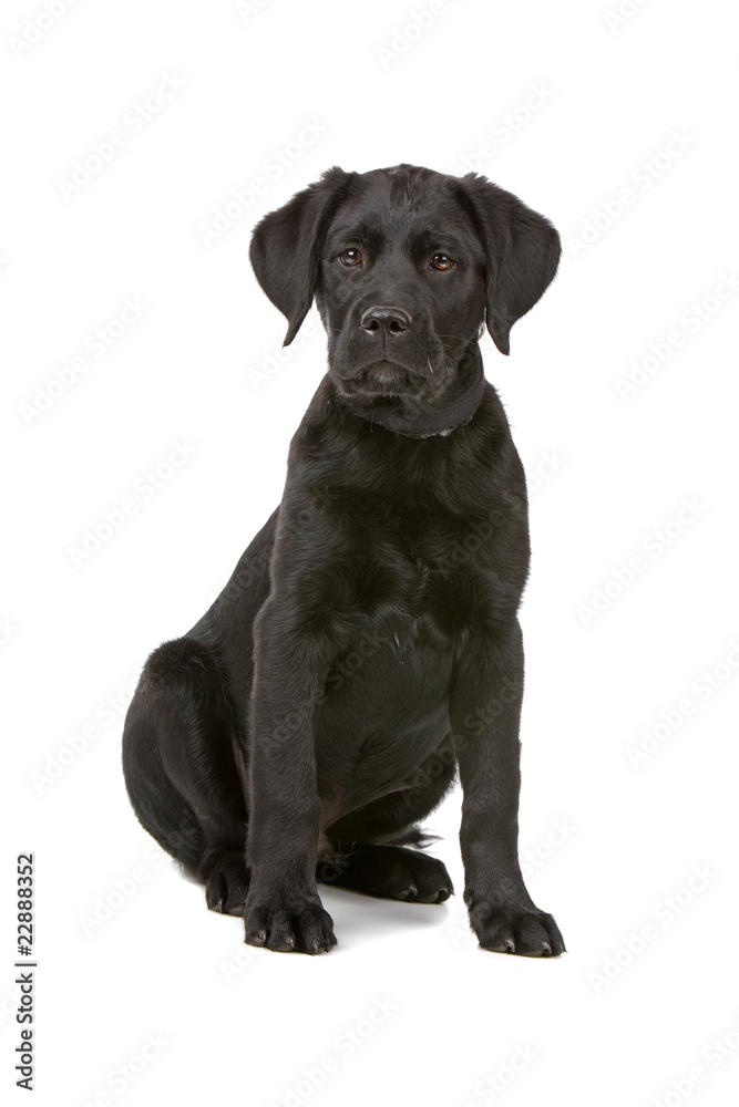 front view of a black labrador retriever puppy