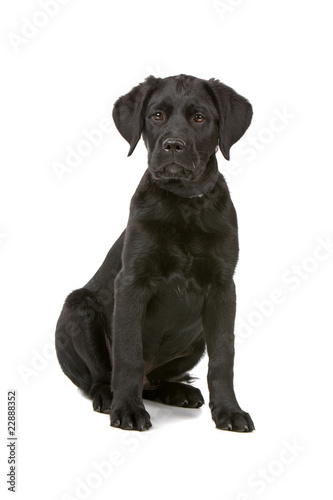 front view of a black labrador retriever puppy