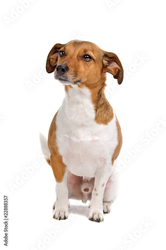 Fototapeta Naklejka Na Ścianę i Meble -  front view of a jack russel terrier dog