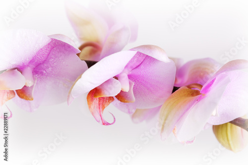 Fototapeta Naklejka Na Ścianę i Meble -  Pink Orchid