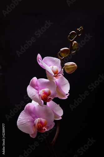 Fototapeta Naklejka Na Ścianę i Meble -  Pink Orchid