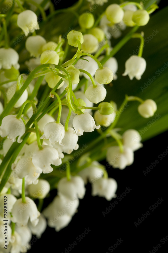 Lily of the Valley