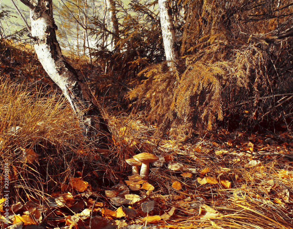 Obraz premium Forest