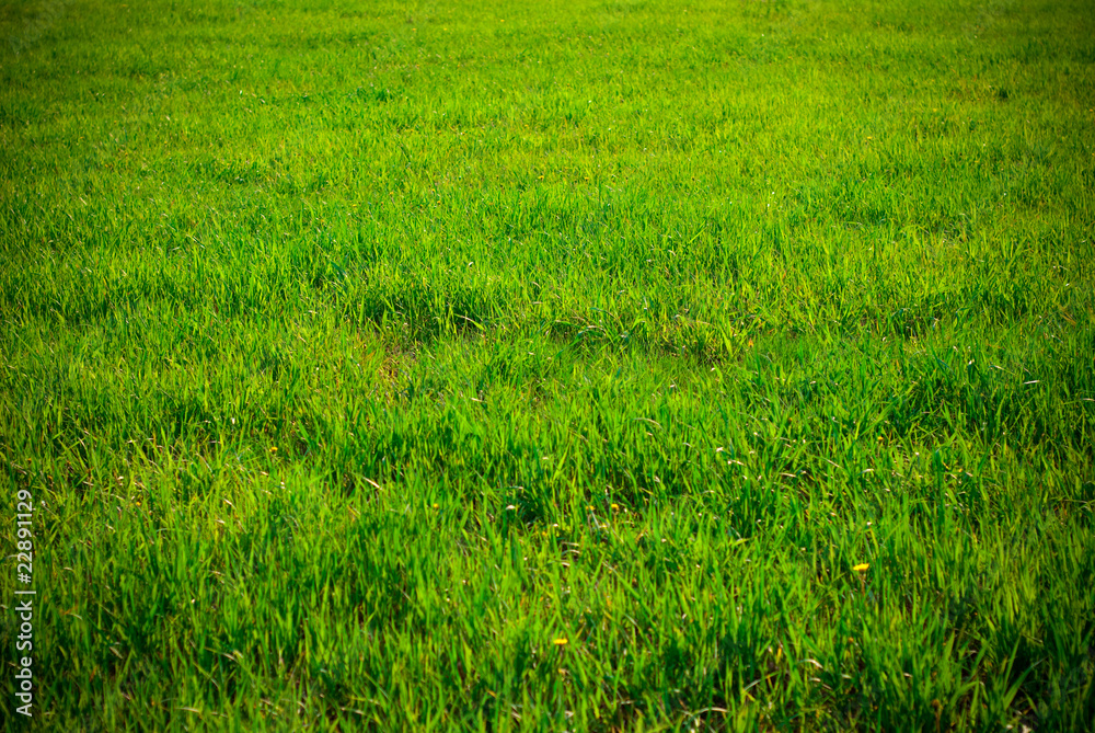 background of grass background of grass