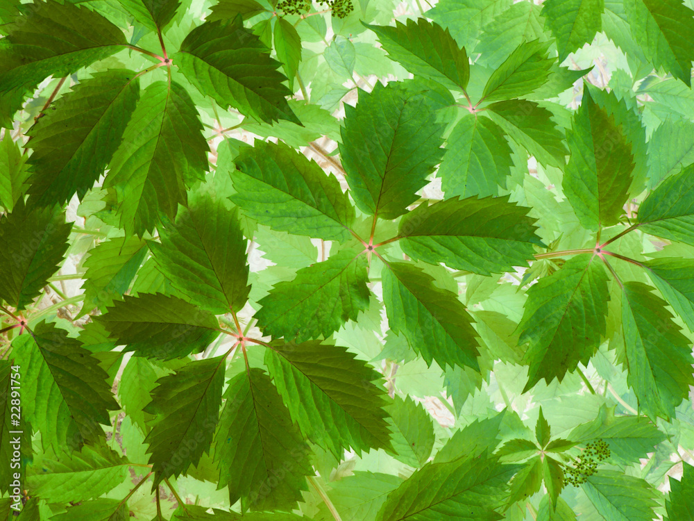 Vines Vines