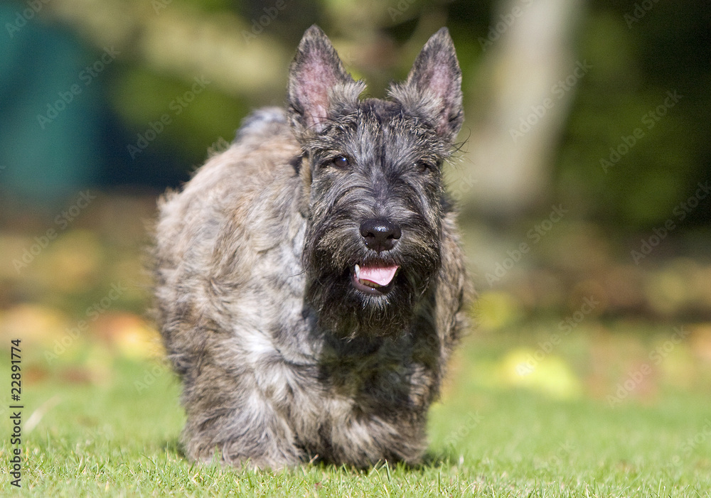 terrier d'Ecosse marchant de face terrier d'Ecosse marchant de face