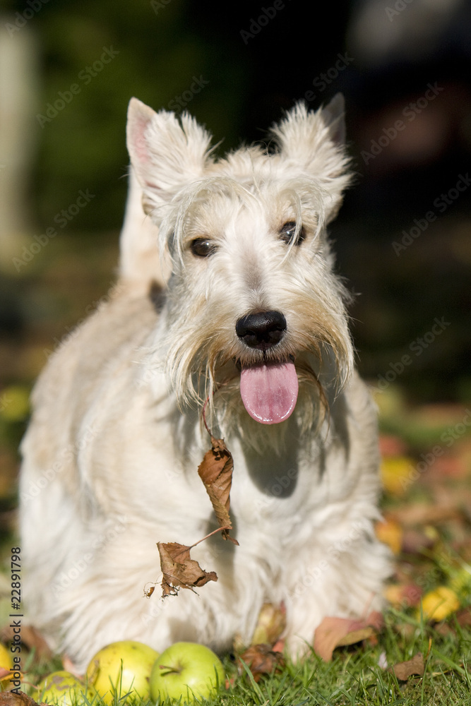 scottish terrier froment de face scottish terrier froment de face
