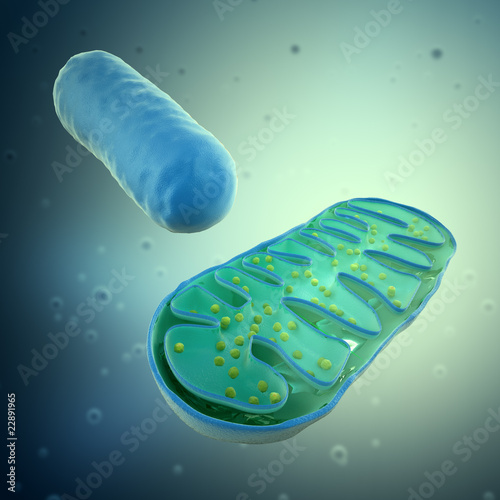 3d rendering of a Mitochondrium - microbiology illustration photo