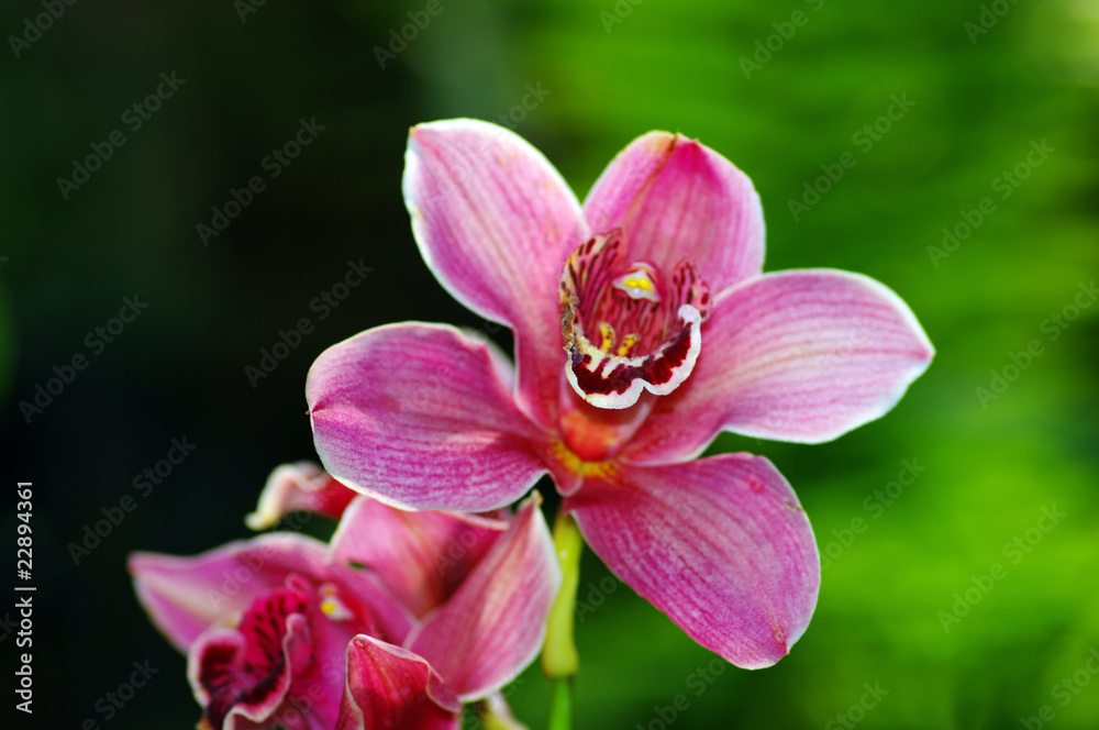 Vibrant pink tropical orchid flower Vibrant pink tropical orchid flower