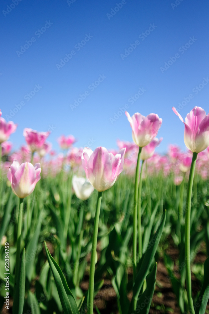 Pink tulips