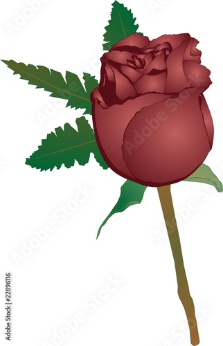 Single red rose, simple in design , but exquisite.