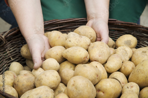 Bäuerin greift in vollen Korb mit Kartoffeln photo