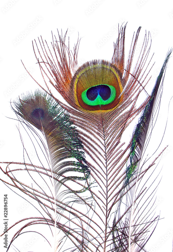 Obraz premium penas de pavão