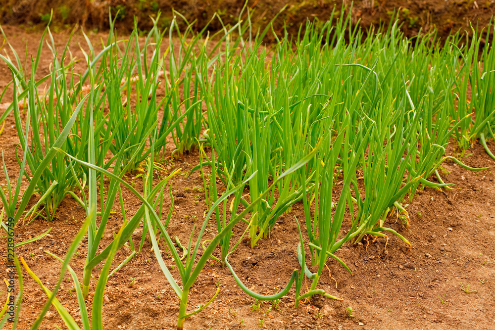 Fototapeta premium Onions Growing In The Garden