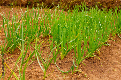 Onions Growing In The Garden