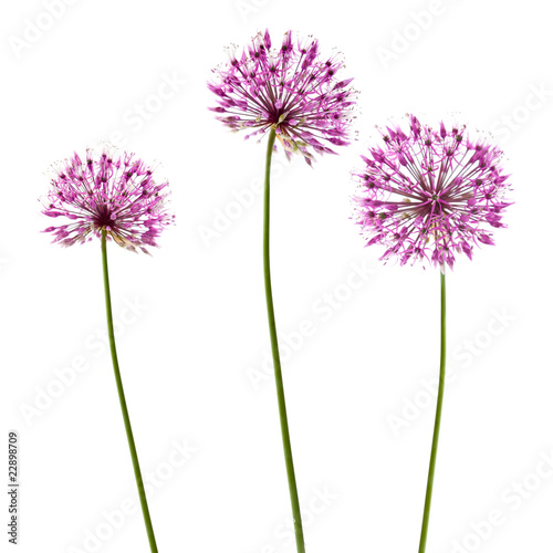 three decorative allium flowerheads isolated on white photo