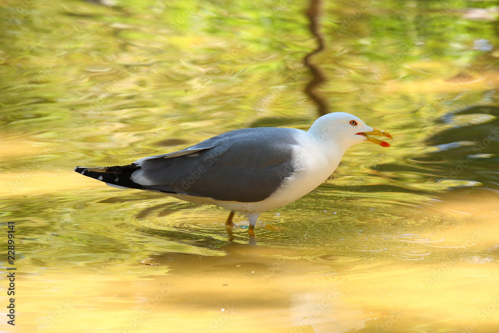 Obraz premium Gaviota