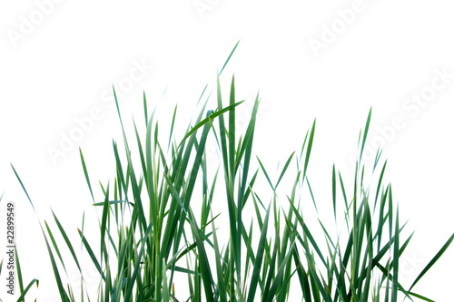 fresh grass isolated on the white © Sabphoto