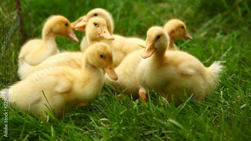 Small ducks in the grass