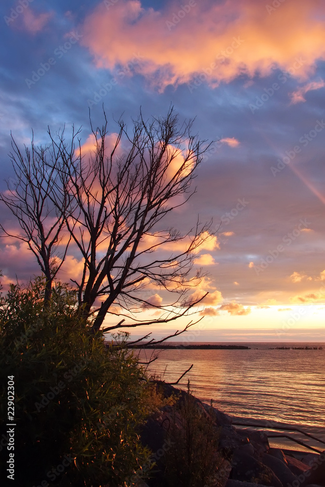 Fototapeta premium dead tree on rocky shore, sunrise, beautiful cloudscape