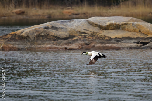 Eider male