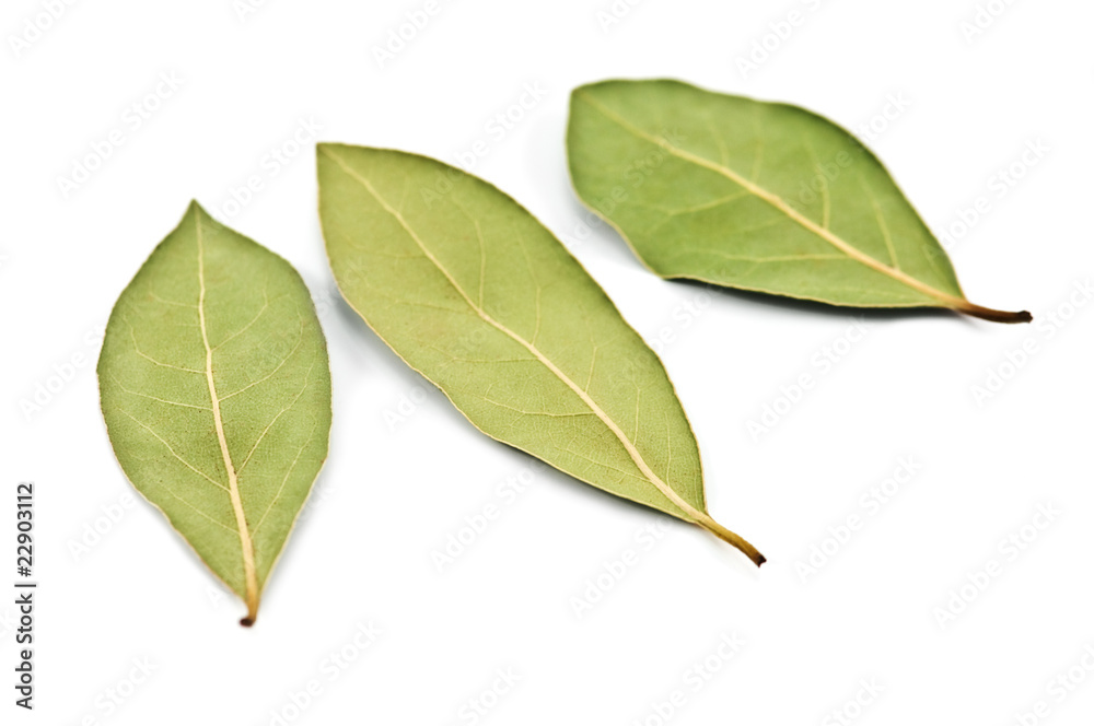 Obraz premium laurel