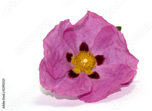 fleur de ciste
