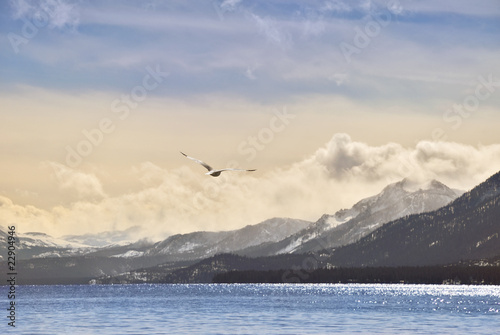 Seagull overt Tahoe