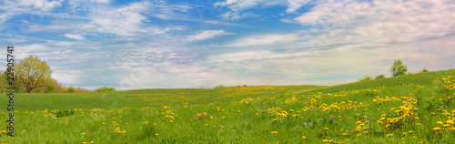 XXL-Panorama von Wiese mit Blumen und blauem Himmel