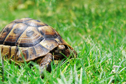 hiding turtle on green grass