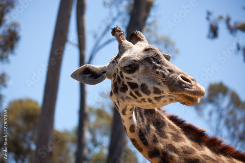 Close-up of Giraffe Head photo
