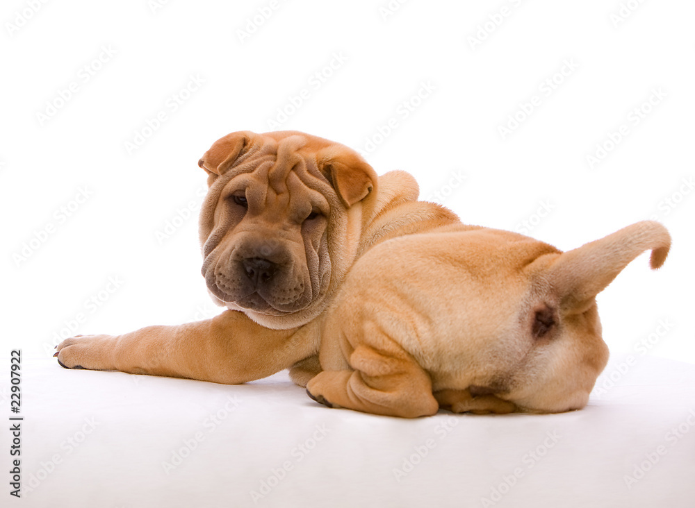 Fototapeta premium Shar Pei schaut zurück